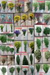Цветы. Зелень для флористики