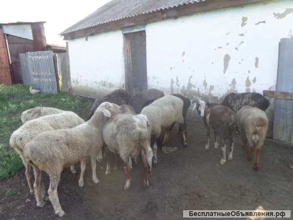Курдючных овец