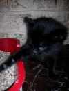 Здоровые, умные котята ищут любящих хозяев