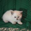 Шотландские прямоухие котята