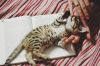 Бенгальский котенок