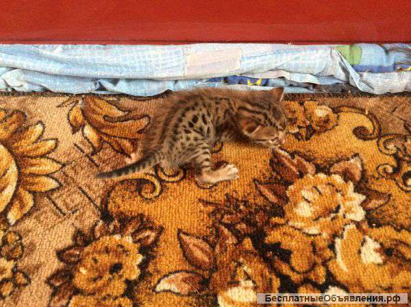 Бенгальские котята.