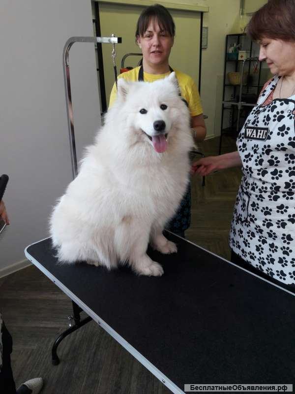 Заботливый грумер