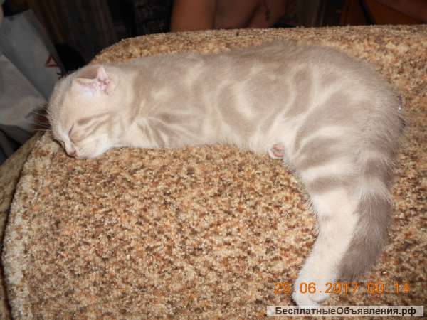 Шотландская вислоухая девочка