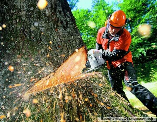 Спил деревьев, корчевание