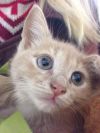 Отдаёмся в хорошие руки 2-х месячного котёнка