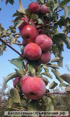 Яблоки молдавские