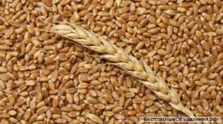Пшеница, зерно продаем франко-вагон FCA