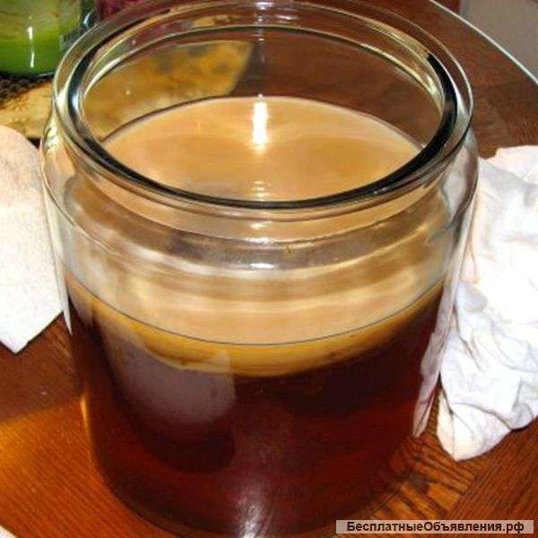 Чайный гриб