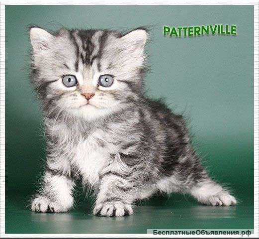 Британские длинношерстные котята