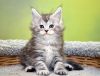 Котята Мейн кун