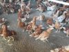 Кур несушек