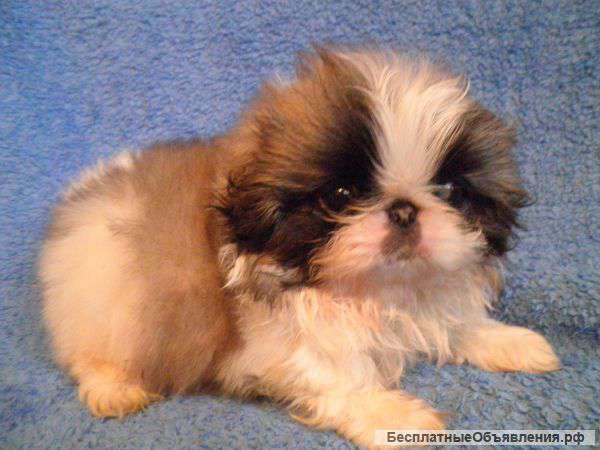 Щенки королевского пекинеса