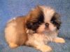 Щенки королевского пекинеса