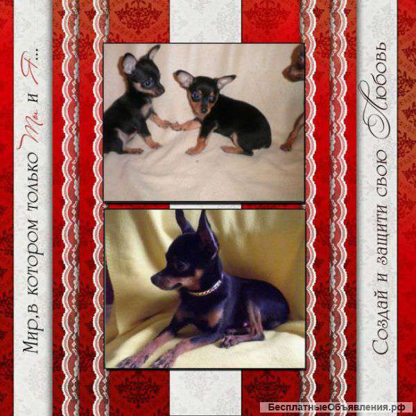 Той-терьер приглашает на вязку