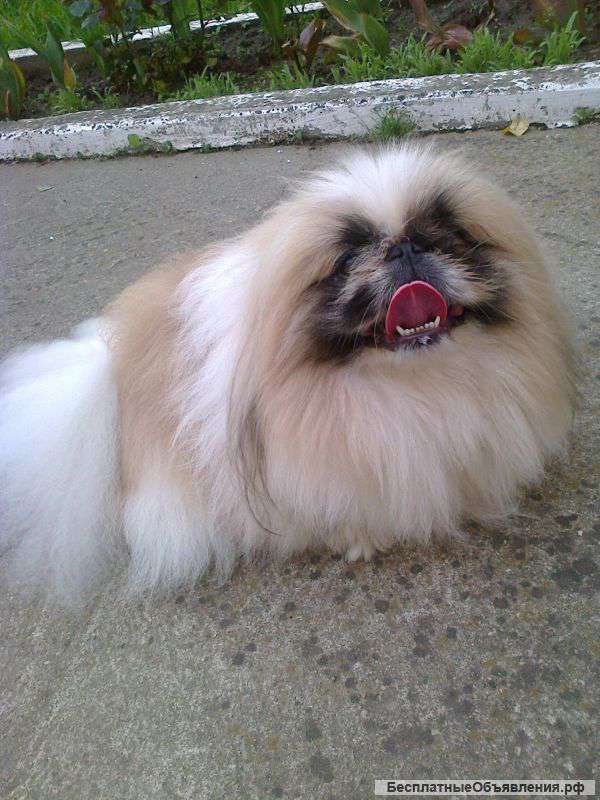Королевский пекинес приглашает на вязку
