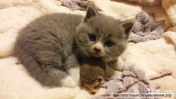 Британская кошечка (плюшевая)