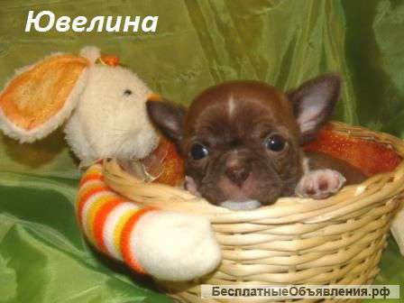 Шоколадный конфитюр - чихуахуа (есть мини)