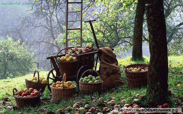 Продам яблоки и черноплодную рябину Оптом.