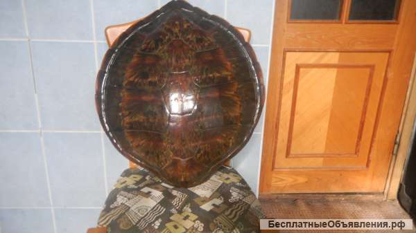Панцирь морской черепахи