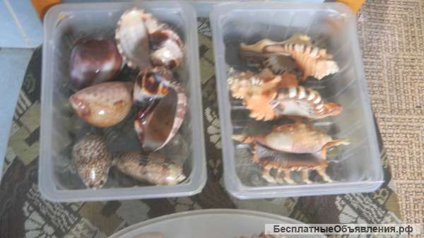 Редкие морские ракушки