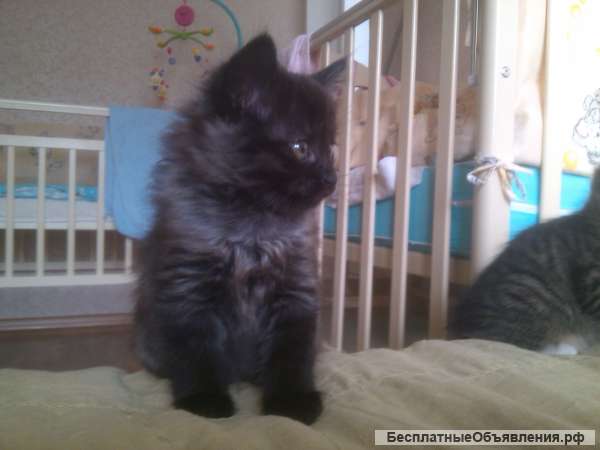 Котята курильского бобтейла