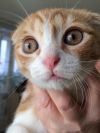 Отдам кота