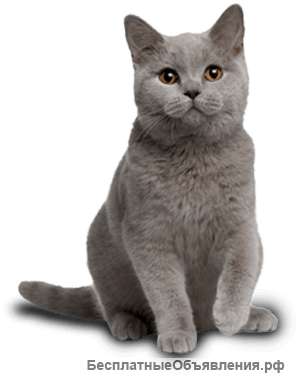 Как отучить вашу кошку портить мебель?