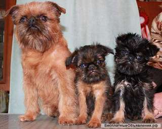 Щенки пти-брабансона и гриффона. Кобели для вязки