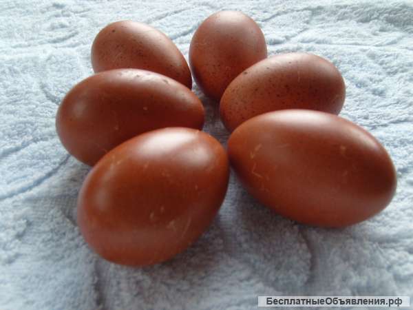Инкубационные яйца марана