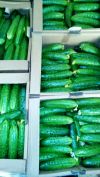 Прямые поставки среднеплодных и короткоплодных огурцов из Астраханской области