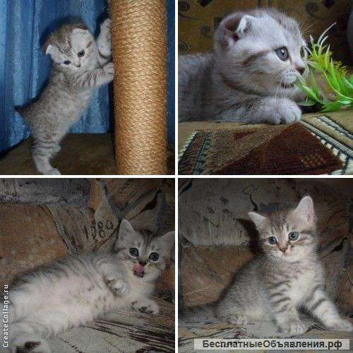 Вислоушки и прямоушки