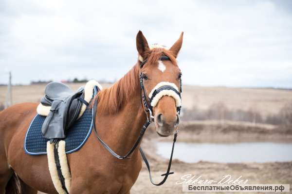 Комплект меховушек для лошадей