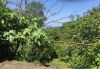 Земля в Сочи с видом на море и шикарным фруктовым садом