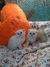 Чудесные котенки