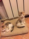 Котята в заботливые руки в дар