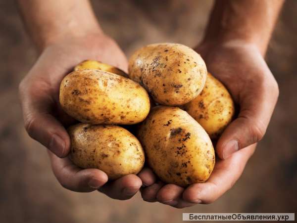 Оптовая продажа картофеля от ТОВ Компании "УкрТор"
