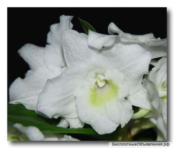 Орхидеи почтой по России.