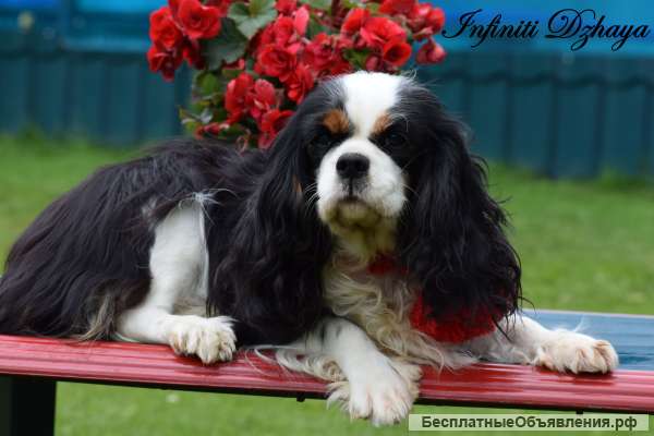 В связи с расформированием питомника продается девочка 3года ( импорт Беларусь)