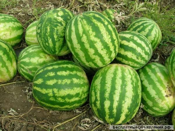 Арбузы и дыни оптом
