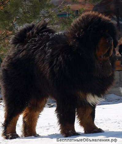 Щенки Тбетский мастиф, 5 месяцев