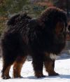 Щенки Тбетский мастиф, 5 месяцев