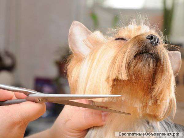 Стрижка животных