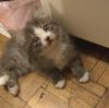 Котёнок Маркиз ищет дом