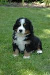 Продам щенка бернского зенненхунда