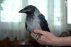 Отдам ворону