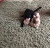 Отдам в добрые руки котика