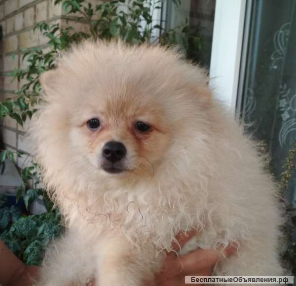 Немецкий шпиц, недорого