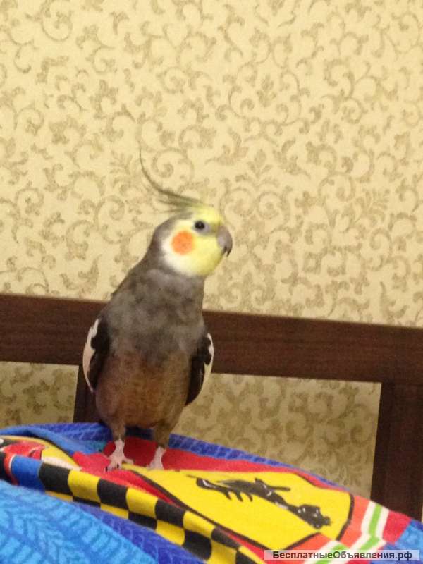 Пропал попугай-корела