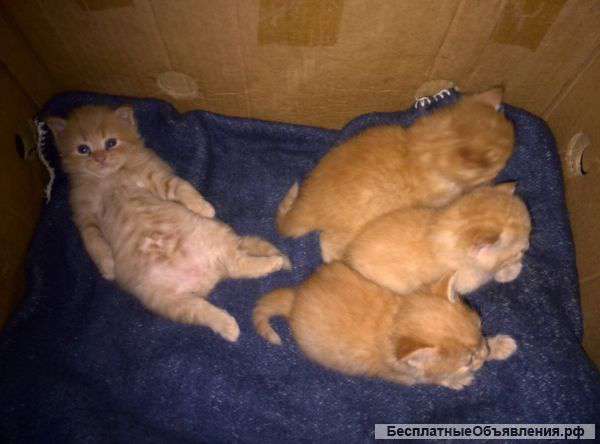 Котята